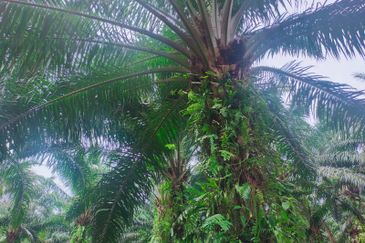 Mantin Orchard and Oil Palm Land for Sale