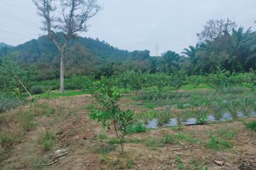 Mantin Orchard and Oil Palm Land for Sale