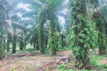 Mantin Orchard and Oil Palm Land for Sale