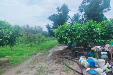 Mantin Orchard and Oil Palm Land for Sale