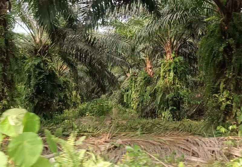 FREEHOLD AGRICULTURAL LAND FOR RESIDENTIAL DEVELOPMENT FOR SALE AT TELUK PANGLIMA GARANG - 4.9 + ACRES