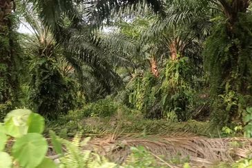 FREEHOLD AGRICULTURAL LAND FOR RESIDENTIAL DEVELOPMENT FOR SALE AT TELUK PANGLIMA GARANG - 4.9 + ACRES