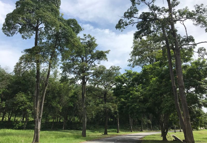 College Heights Garden Resort