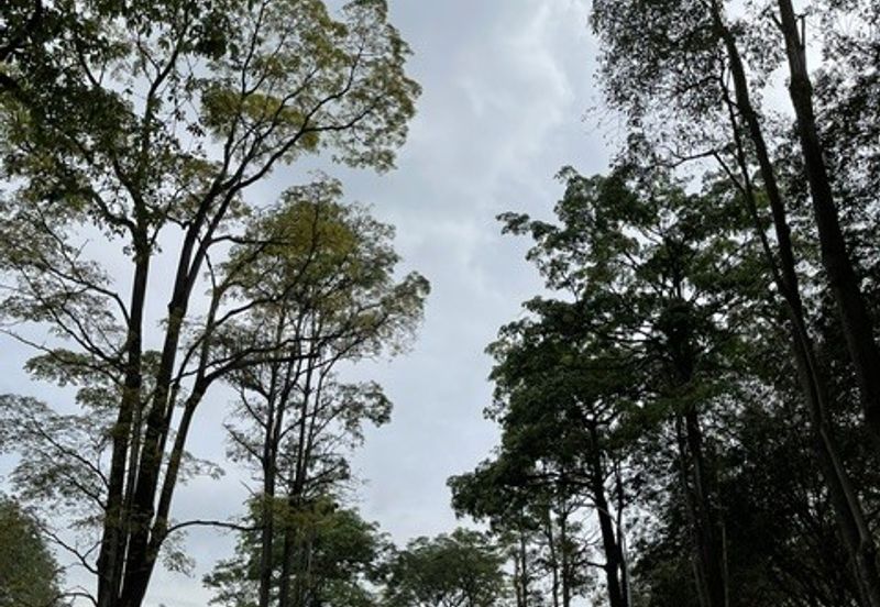 College Heights Garden Resort