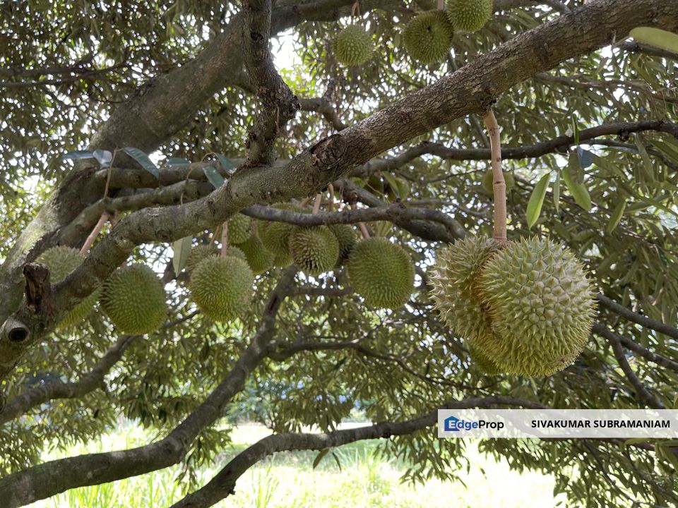 Planters Haven Bungalow lot with Fruit orchard for Sale, Negeri Sembilan, Seremban