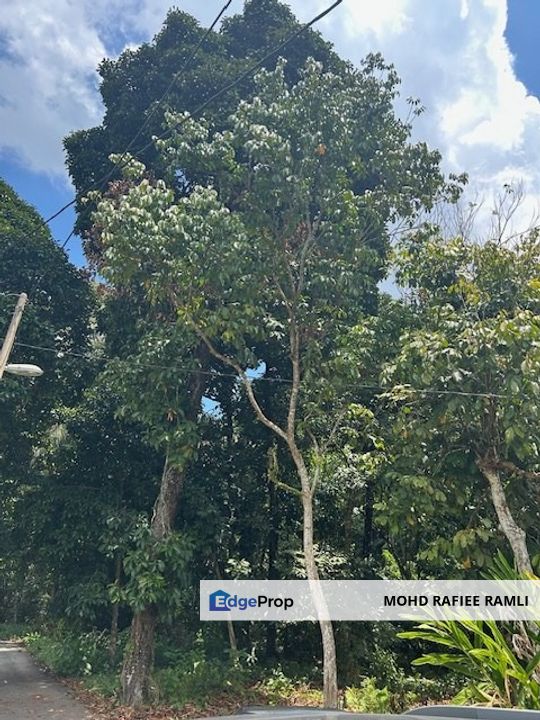 Agriculture Land at Kampung Nanas Sungai Kechil Nibong Tebal Penang , Penang, Nibong Tebal