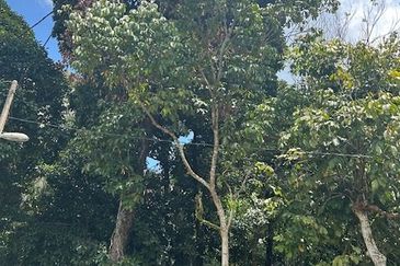 Taman Industri Nibong Tebal