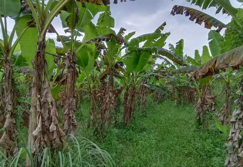 Kampung Tasek Junjung