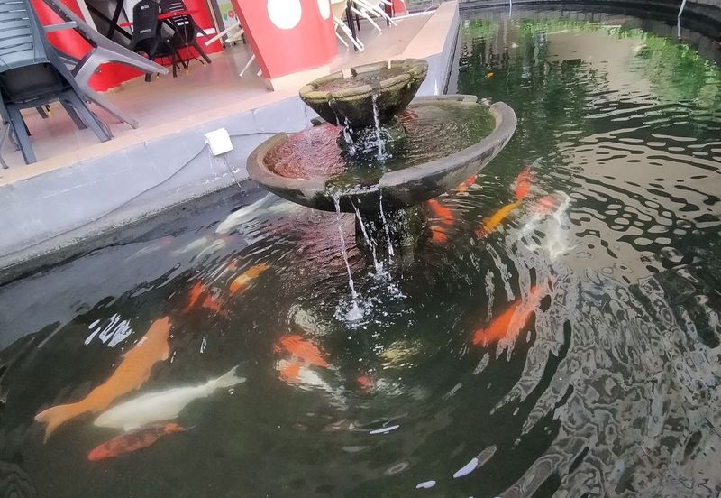 Koi Prima