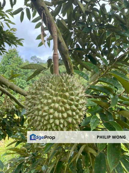 Agricultural  Musang King Durian Land, Negeri Sembilan, Jelebu