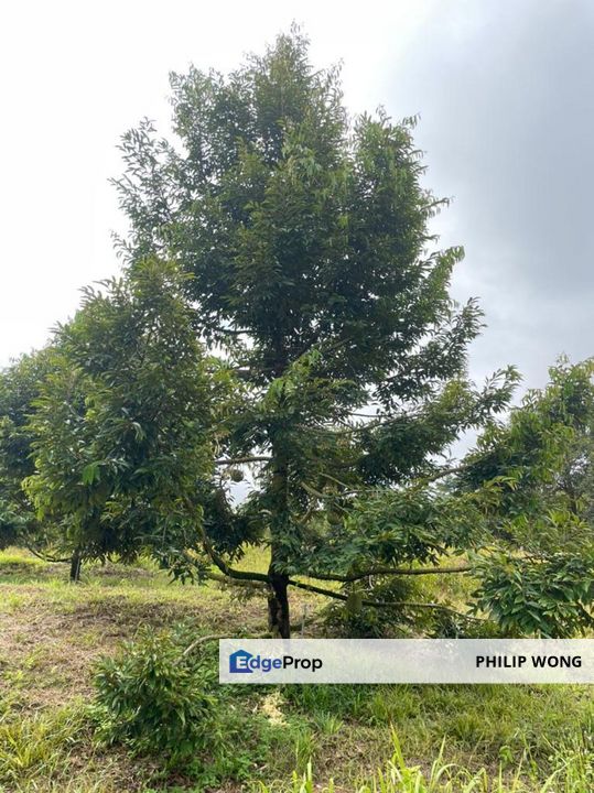 Agricultural  Musang King Durian Land, Negeri Sembilan, Jelebu