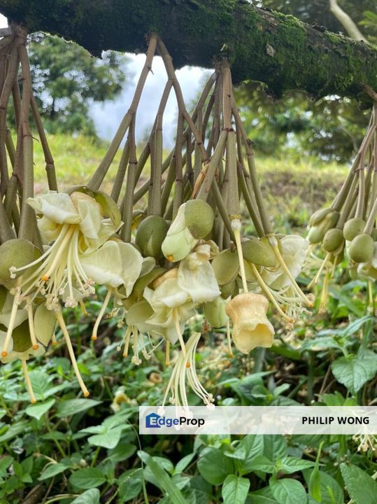 Agricultural  Musang King Durian Land, Negeri Sembilan, Jelebu