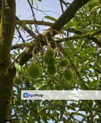 Musang king 70% Durian orchard at Perak , Pahang, Bentong