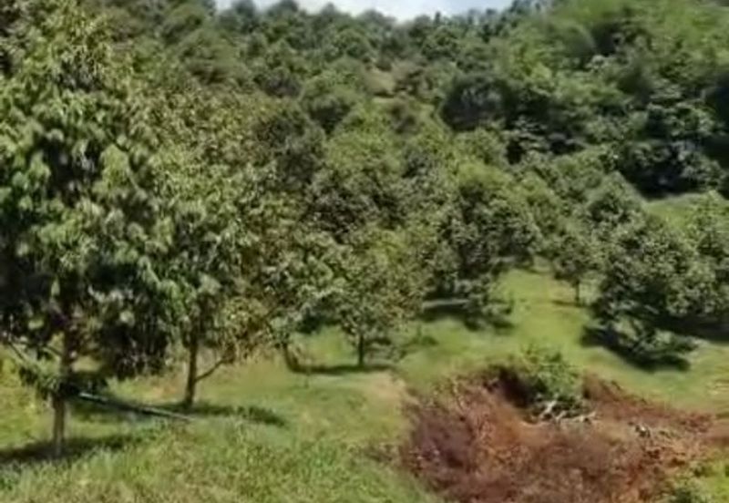 Ulu Yam Bharu musamg king  orchard for sale 