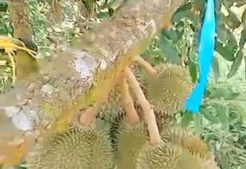 Ulu Yam Bharu musamg king  orchard for sale 