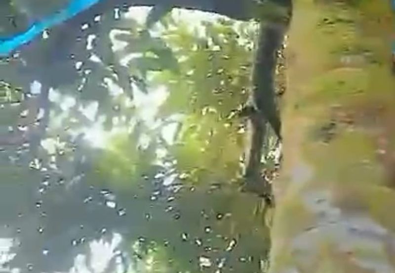 Ulu Yam Bharu musamg king  orchard for sale 