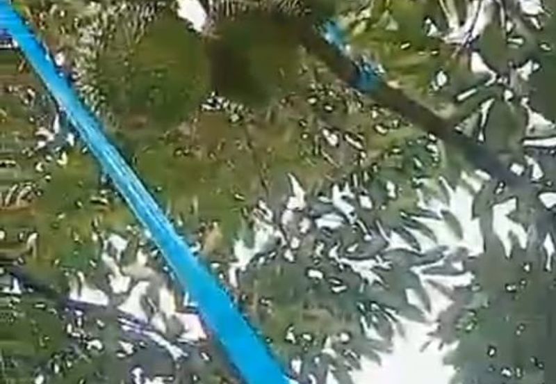 Ulu Yam Bharu musamg king  orchard for sale 