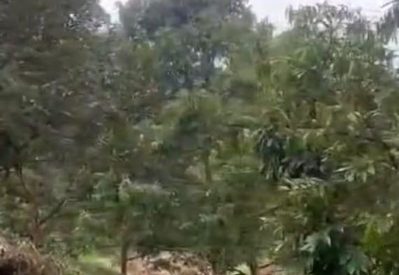 Ulu Yam Bharu musamg king  orchard for sale 