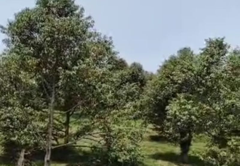 Ulu Yam Bharu musamg king  orchard for sale 