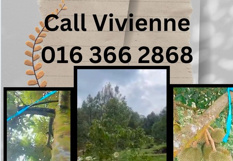 Ulu Yam Bharu musamg king  orchard for sale 