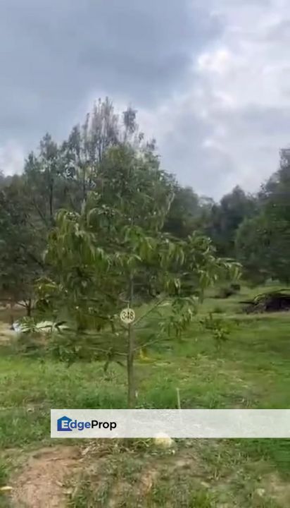 Raub pahang 劳勿猫王靓地皮出售, Pahang, Karak