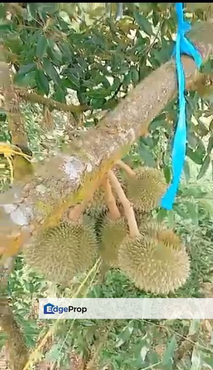 Raub pahang 劳勿猫王靓地皮出售, Pahang, Karak