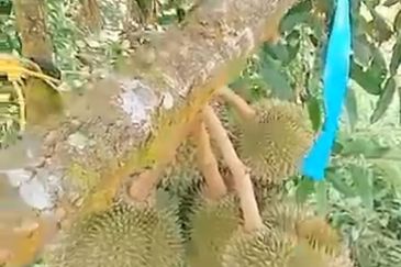 Jalan Lama Bentong - Karak