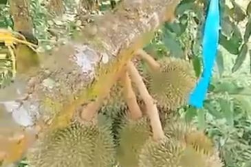 Jalan Lama Bentong - Karak