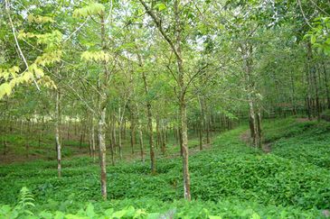 Taman Paya Rumput Bestari