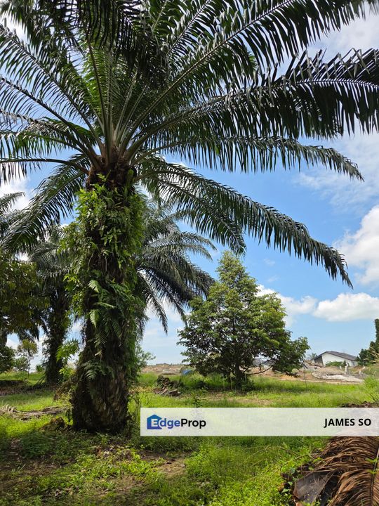 3.42ac FREEHOLD Merlimau Melaka, Melaka, Merlimau