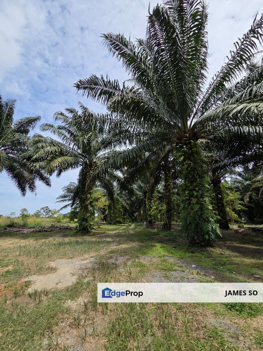 3.42ac FREEHOLD Merlimau Melaka, Melaka, Merlimau