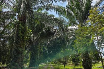 Bandar Baru Merlimau Utara