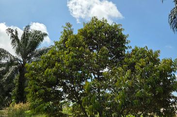 Bandar Baru Merlimau Utara