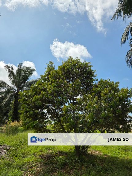 3.42ac FREEHOLD Merlimau Melaka, Melaka, Merlimau