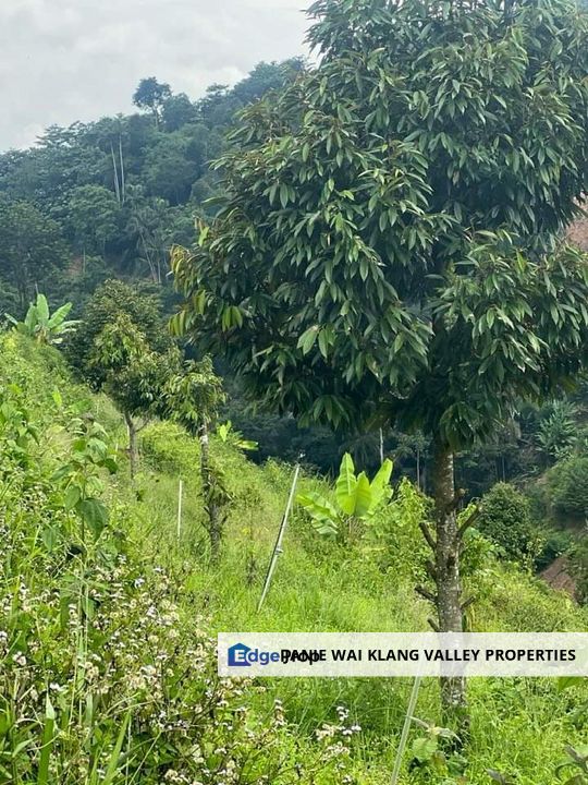52 Acres Agricultural Land Durian Farm TITI Kuala Klawang Jelebu Negeri Sembilan, Negeri Sembilan, Jelebu