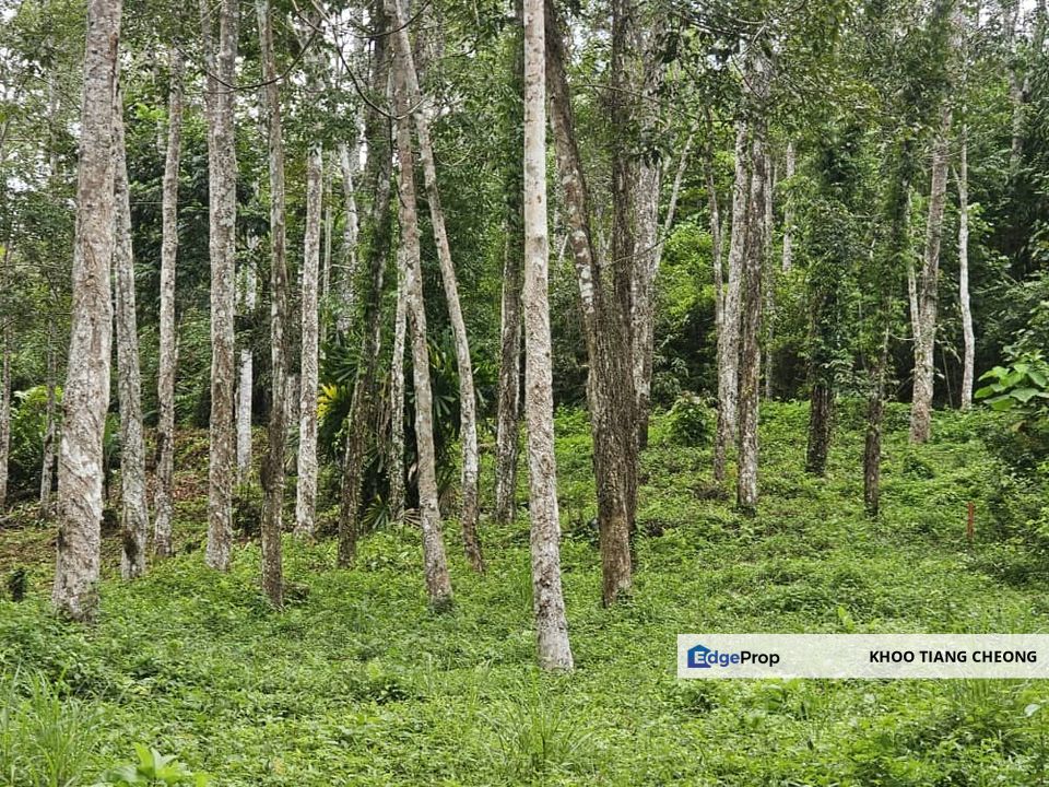 𝐀𝐠𝐫𝐢𝐜𝐮𝐥𝐭𝐮𝐫𝐚𝐥 𝐋𝐚𝐧𝐝(𝐅𝐫𝐞𝐞𝐡𝐨𝐥𝐝-𝐌𝐚𝐥𝐚𝐲 𝐑𝐞𝐬𝐞𝐫𝐯𝐞𝐬) 𝐚𝐭 𝐁𝐚𝐲𝐚𝐬, 𝐌𝐮𝐤𝐢𝐦 𝐔𝐥𝐮 𝐌𝐞𝐥𝐚𝐤𝐚, 𝐋𝐚𝐧𝐠𝐤𝐚𝐰𝐢, Kedah, Langkawi