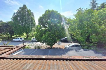 Anggerik Doritis @ Kota Kemuning