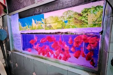 Move In Condition Full Loan First Garden Buluh Emas Buntong Silibin Ria Pertama