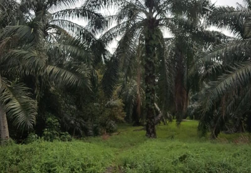 Telok Panglima Garang