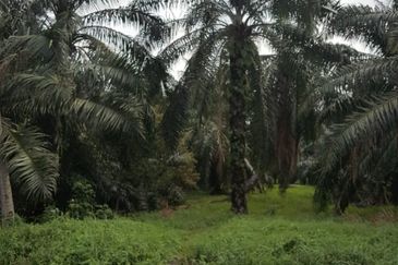 Telok Panglima Garang