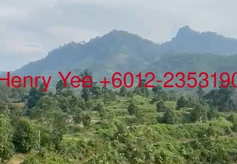 Malaysia’s King of Fruit orchard farm- Musang King and Black Thors Durian Orchard 馬來西亞果園之王——貓山王和黑雷神榴蓮園