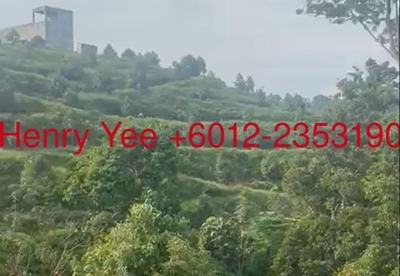 Malaysia’s King of Fruit orchard farm- Musang King and Black Thors Durian Orchard 馬來西亞果園之王——貓山王和黑雷神榴蓮園