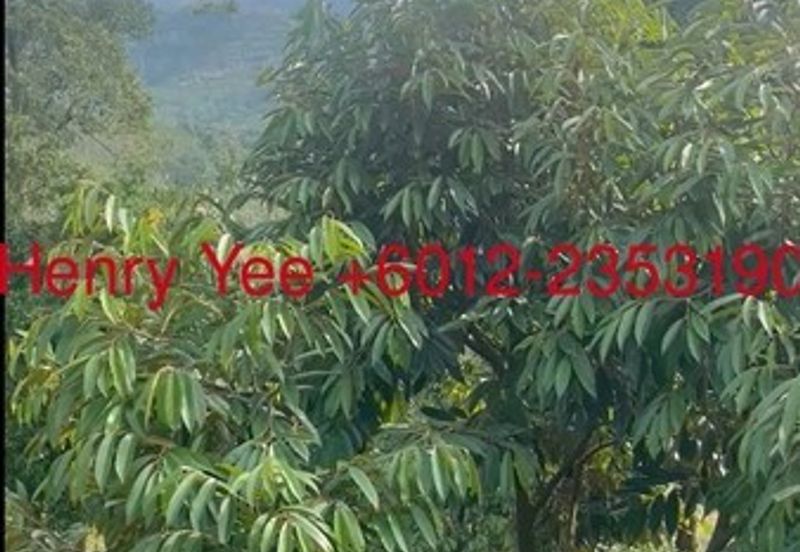 Malaysia’s King of Fruit orchard farm- Musang King and Black Thors Durian Orchard 馬來西亞果園之王——貓山王和黑雷神榴蓮園