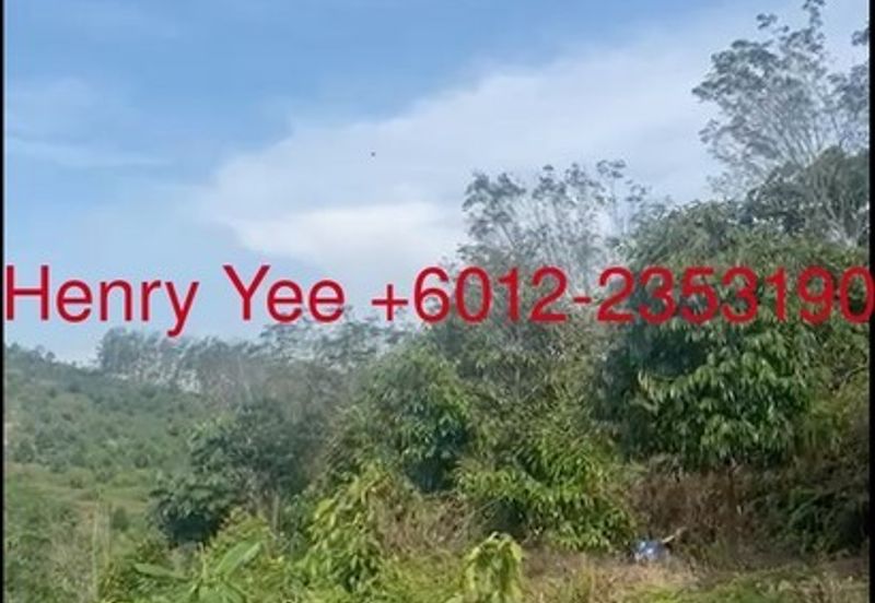 Malaysia’s King of Fruit orchard farm- Musang King and Black Thors Durian Orchard 馬來西亞果園之王——貓山王和黑雷神榴蓮園