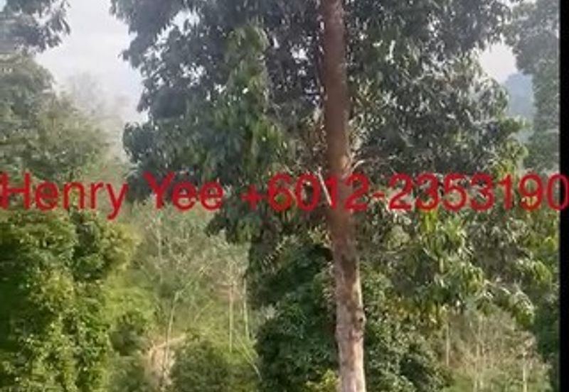 Malaysia’s King of Fruit orchard farm- Musang King and Black Thors Durian Orchard 馬來西亞果園之王——貓山王和黑雷神榴蓮園