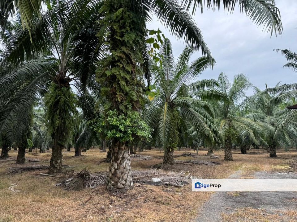 Jalan Changkat Nibong Tebal 4acres First grade land industrial zoning, Penang, Nibong Tebal