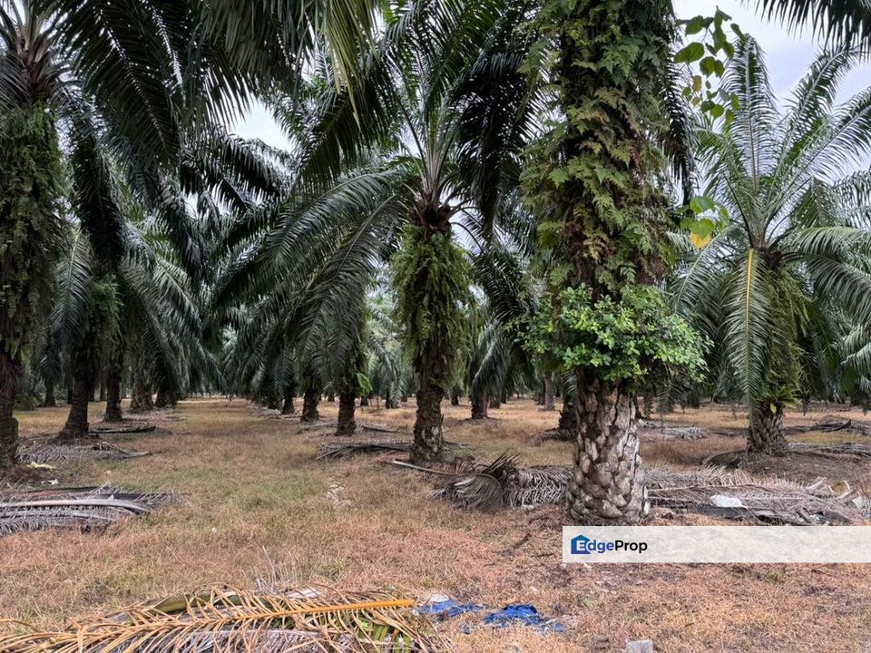 Jalan Changkat Nibong Tebal 4acres First grade land industrial zoning, Penang, Nibong Tebal