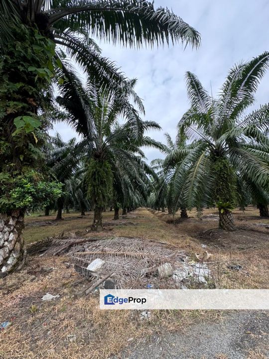 Jalan Changkat Nibong Tebal 4acres First grade land industrial zoning, Penang, Nibong Tebal