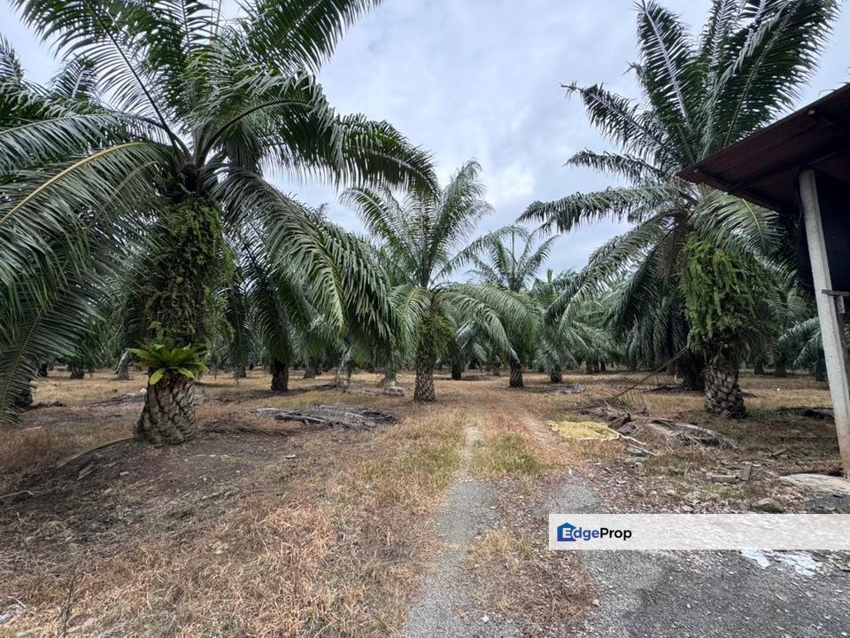 Jalan Changkat Nibong Tebal 4acres First grade land industrial zoning, Penang, Nibong Tebal