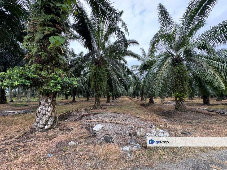 Jalan Changkat Nibong Tebal 1.9 acres First grade land industrial zoning, Penang, Nibong Tebal